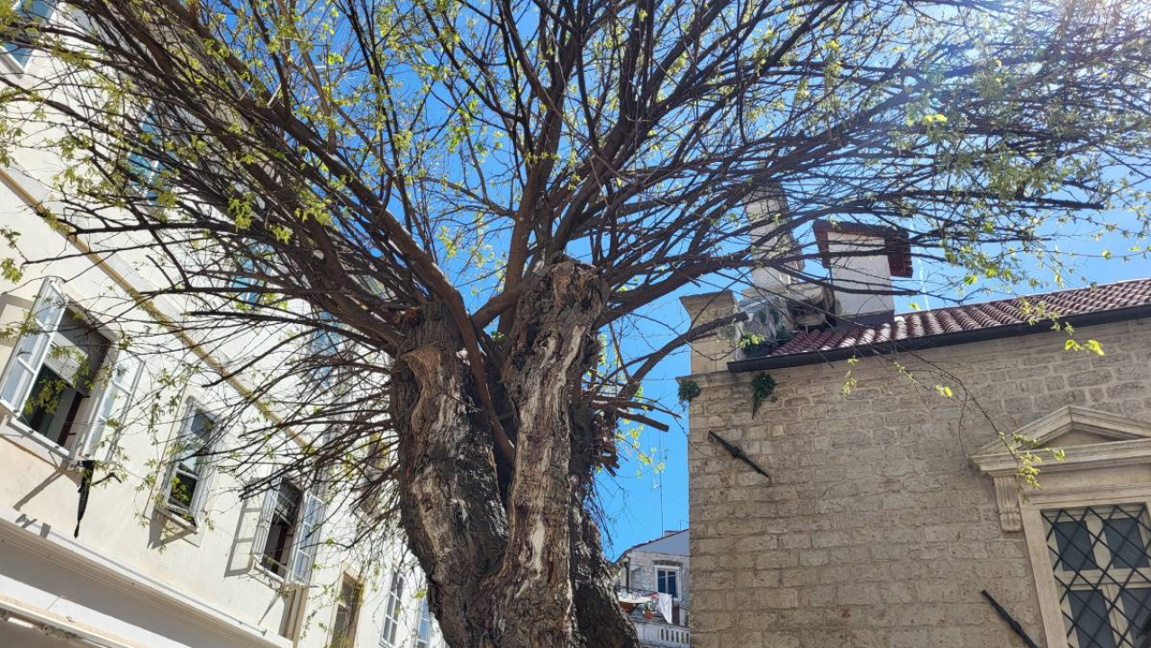Doktor za drveća pregledao murvu: Koliko je staro legendarno šibensko stablo?