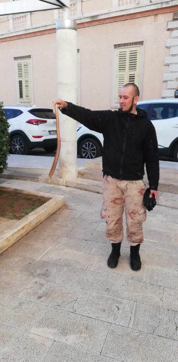 Denis Periša spasio blavora iz centra Šibenika: Motao se oko ulaza u gradsku upravu