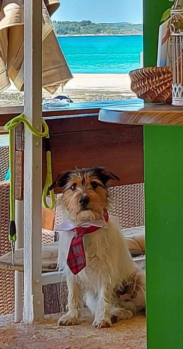 Provjerite tko su naj ljubimci 2024. godine!