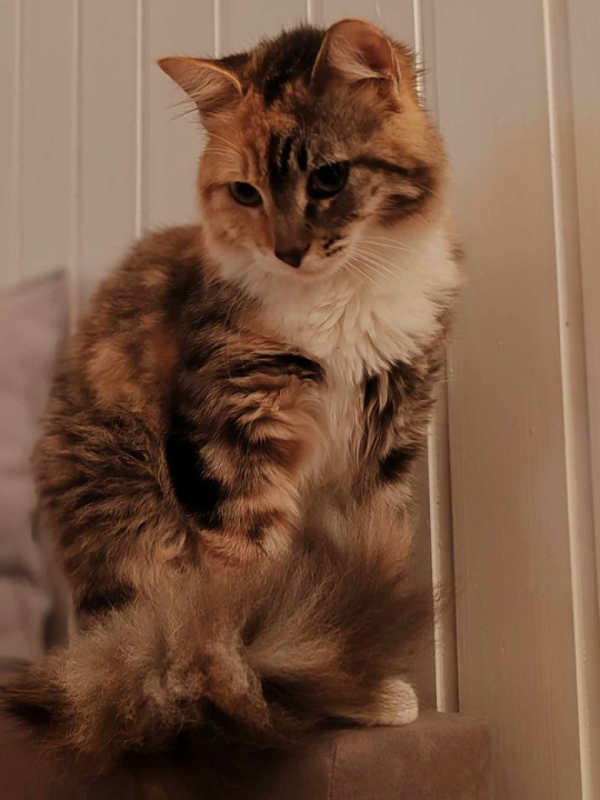 Provjerite tko su naj ljubimci 2024. godine!