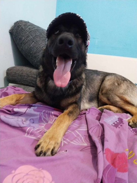 Provjerite tko su naj ljubimci 2024. godine!