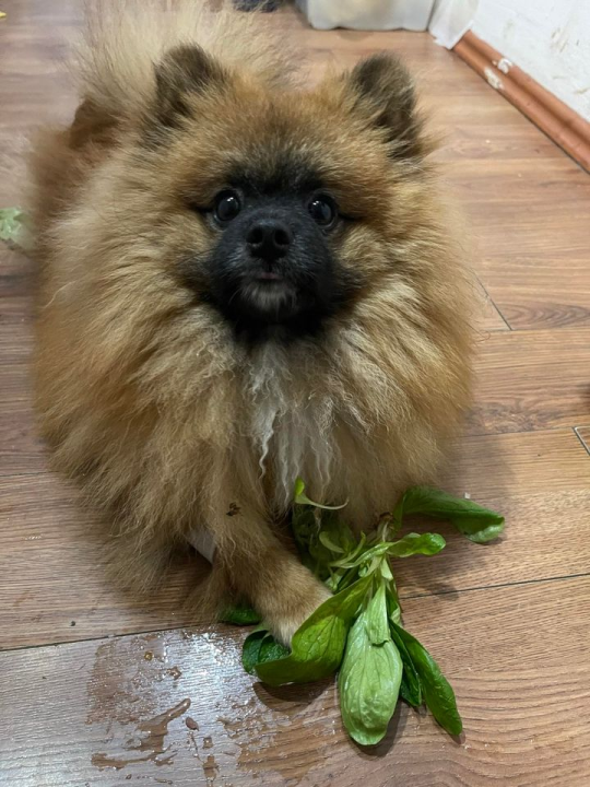 Provjerite tko su naj ljubimci 2024. godine!