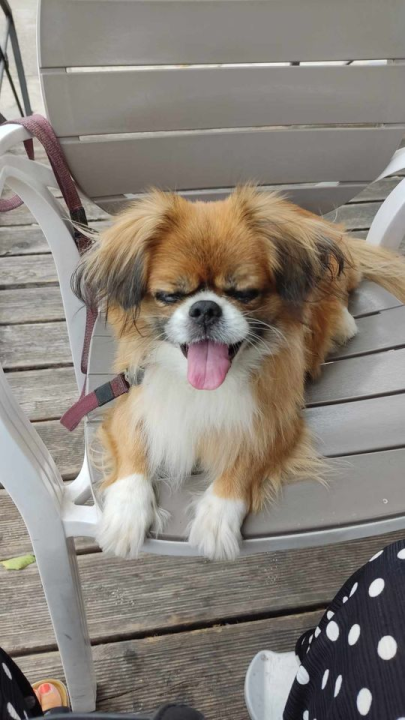 Provjerite tko su naj ljubimci 2024. godine!