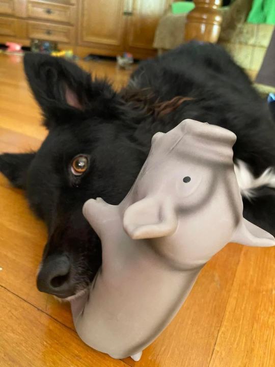 Provjerite tko su naj ljubimci 2024. godine!