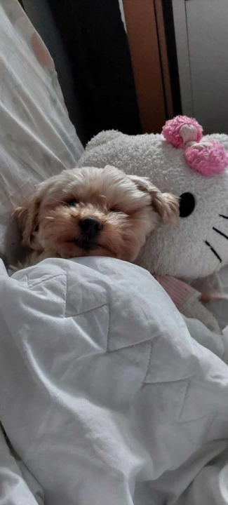 Provjerite tko su naj ljubimci 2024. godine!