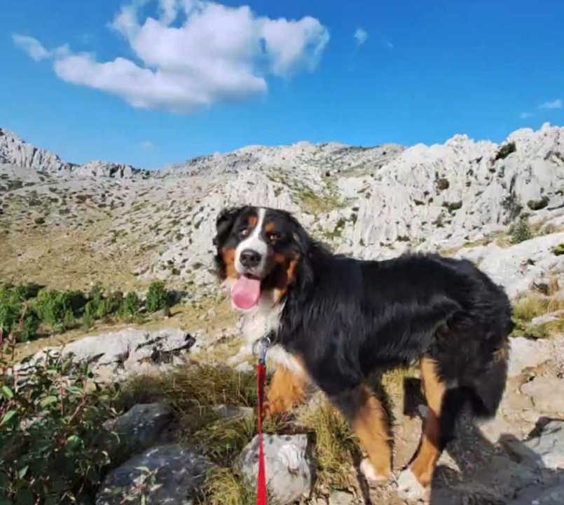 Omiljeni bistro Kod Starog odlično je odredište i u ljetnim danima!