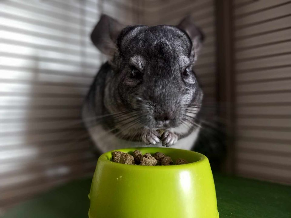 Provjerite tko su naj ljubimci 2024. godine!