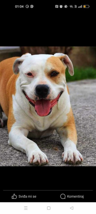 Provjerite tko su naj ljubimci 2024. godine!