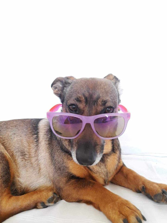 Provjerite tko su naj ljubimci 2024. godine!