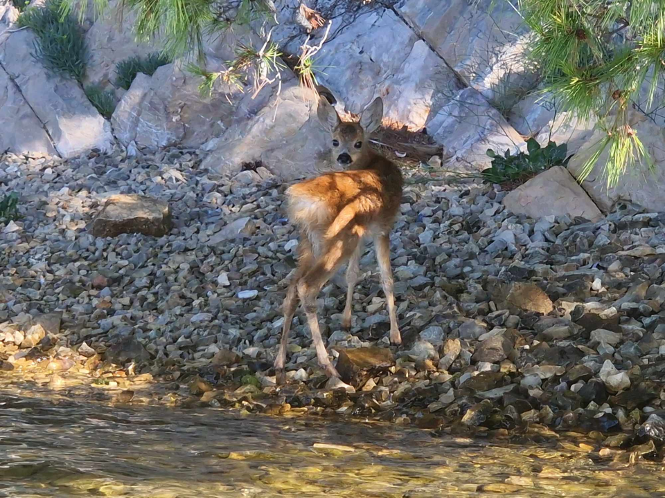 Mala srna u Šibenskom kanalu traži mamu koja je jučer uginula