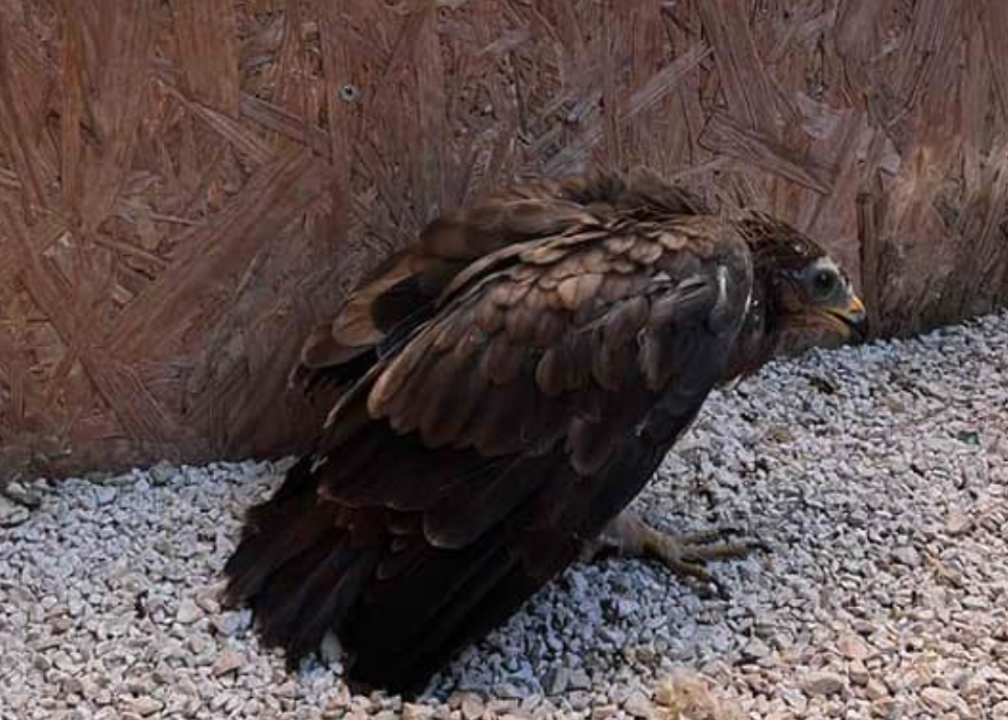 Vodički vatrogasci, nakon pet dana na požarištu, spasili mladog sokola