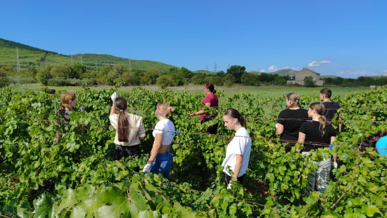 Šibenski učenici sudjelovali u berbi grožđa: 'Tko kaže da današnje generacije ne mogu i ne žele?'