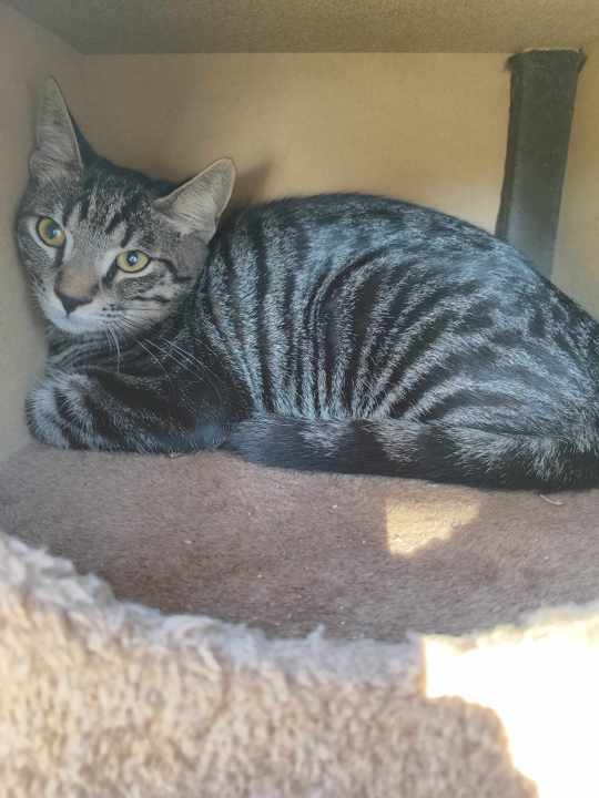 Sve je krenulo s nekoliko ovaca, a danas obitelj Zelenika iz Knina ima pravo životinjsko carstvo