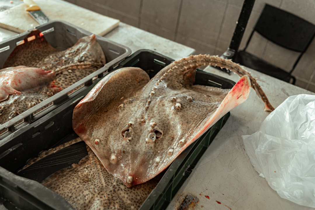 Prepuni banci na šibenskoj peškariji, kupaca ne fali, ali bira se jeftinije