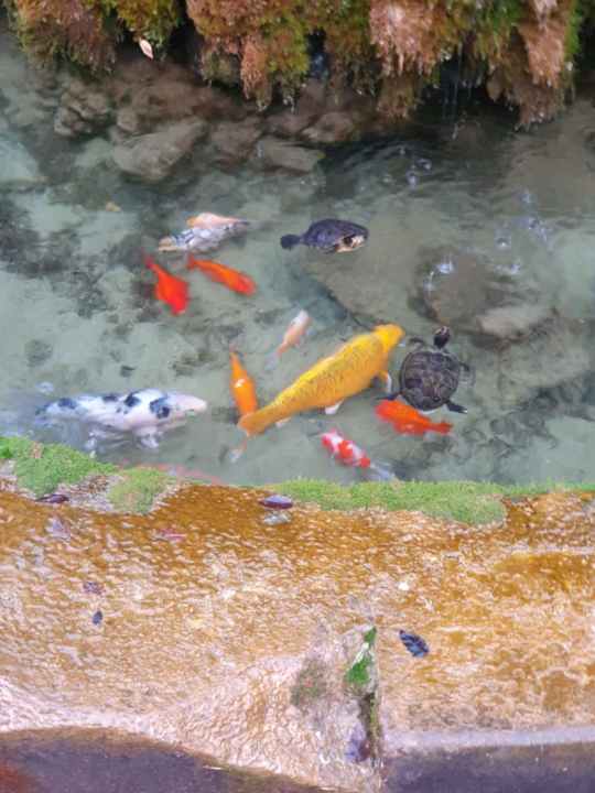 Pogledajte kako se zabavljaju stanovnici fontane u đardinu ispred Gospe vanka Grada