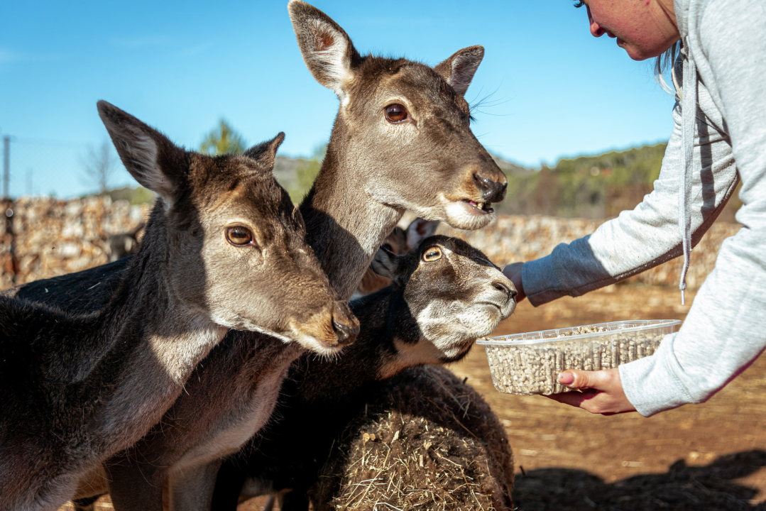 Jelena, Nina i Srećko oduševe svakoga tko posjeti Happy Horse u Dubravi