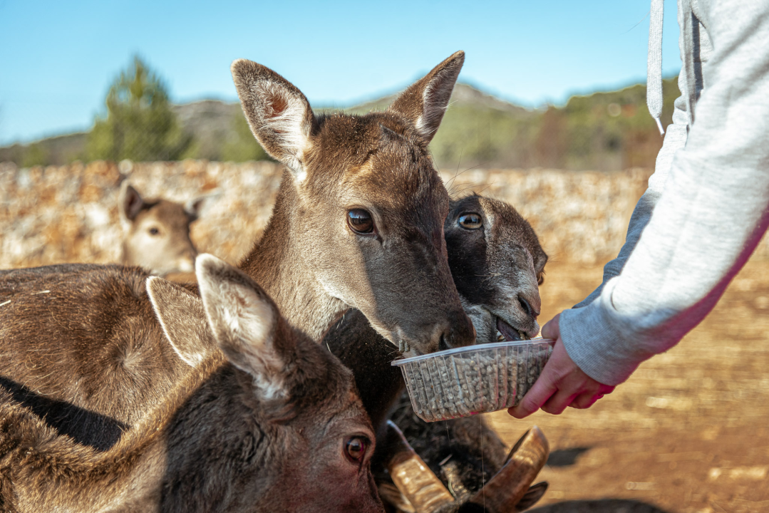 Jelena, Nina i Srećko oduševe svakoga tko posjeti Happy Horse u Dubravi