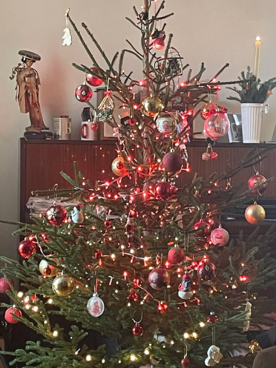 Provjerite tko su pobjednici izbora za naj jelku!