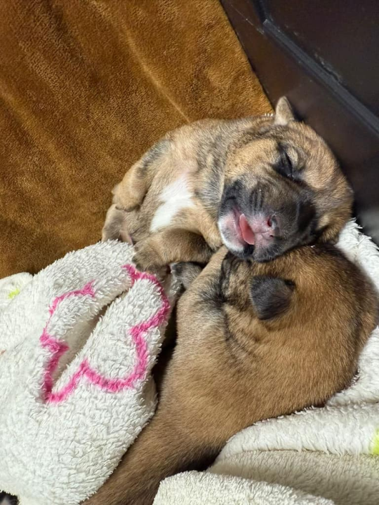 Devet slatkih štenaca iz Oklaja traži privremeni dom i pomoć u othrani