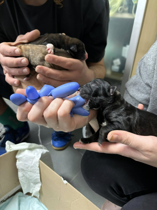 Devet slatkih štenaca iz Oklaja traži privremeni dom i pomoć u othrani