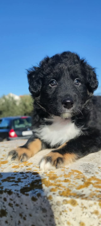 Tino i Teo iz Šibenskih šapa traže dom: Imaju dva mjeseca, obožavaju maženje i igru 