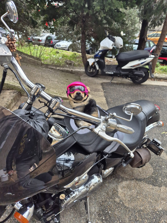 Bajkerica Rea šibenska je atrakcija