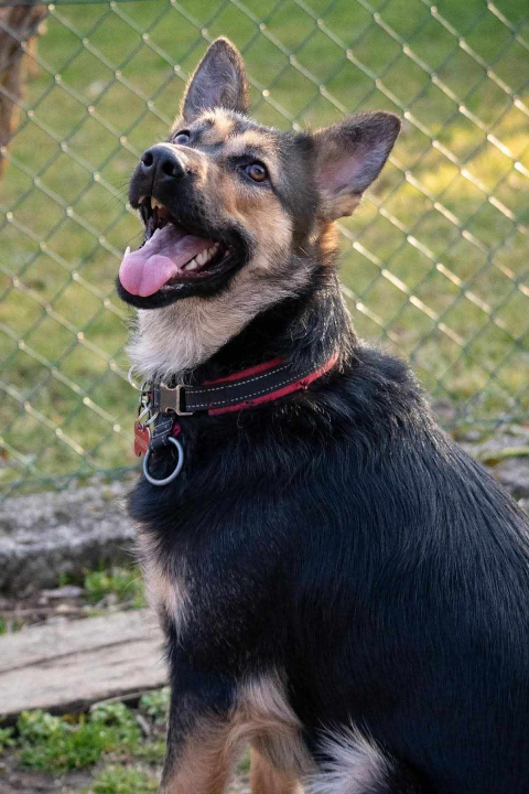 Nera iz Šibenskih šapa traži dom: Vesela i zaigrana ljepotica spremna za nove avanture