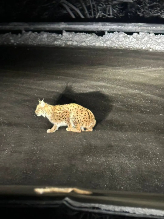 Njegovo veličanstvo ris: Snimljen rijedak susret s vladarom divljine