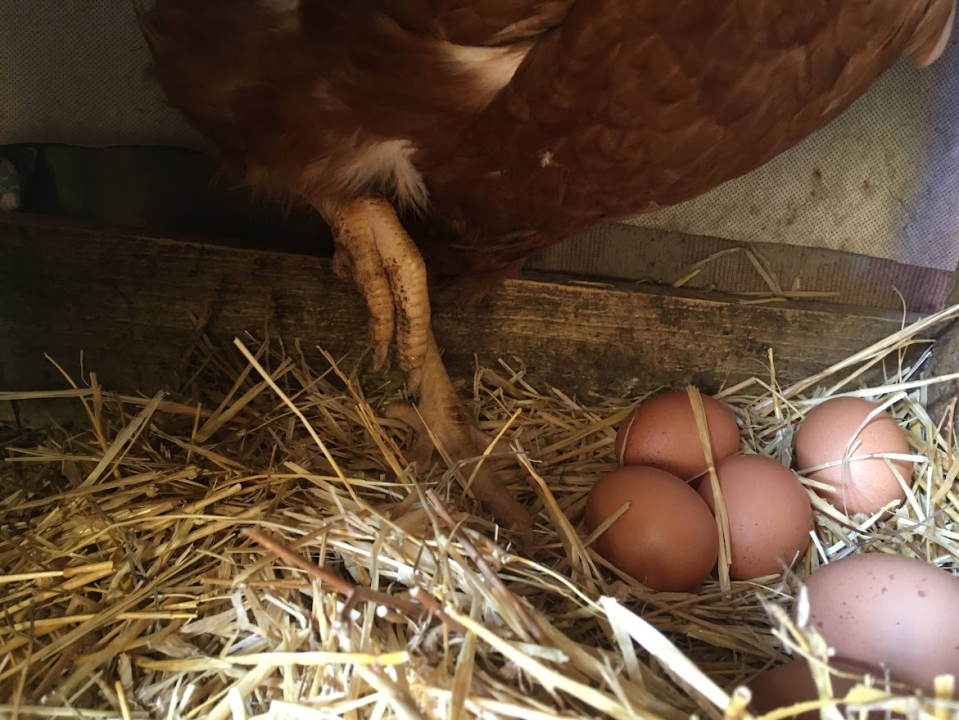 'Halo Jaja': Od koka do vaše kuhinje u najkraćem mogućem roku!