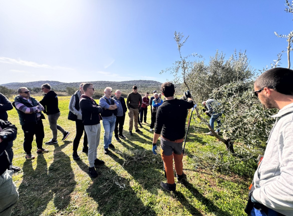 Velik broj maslinara okupio se u Pirovcu na radionici rezidbe maslina