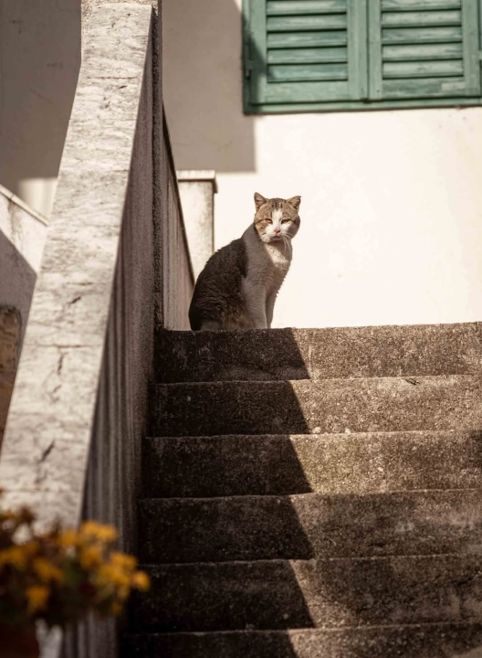 Mandalina - pomorska oaza Šibenika