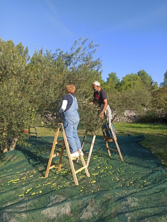 Obitelj Birin stoljećima se bavi poljoprivredom, a danas njihova ulja osvajaju svjetska zlata