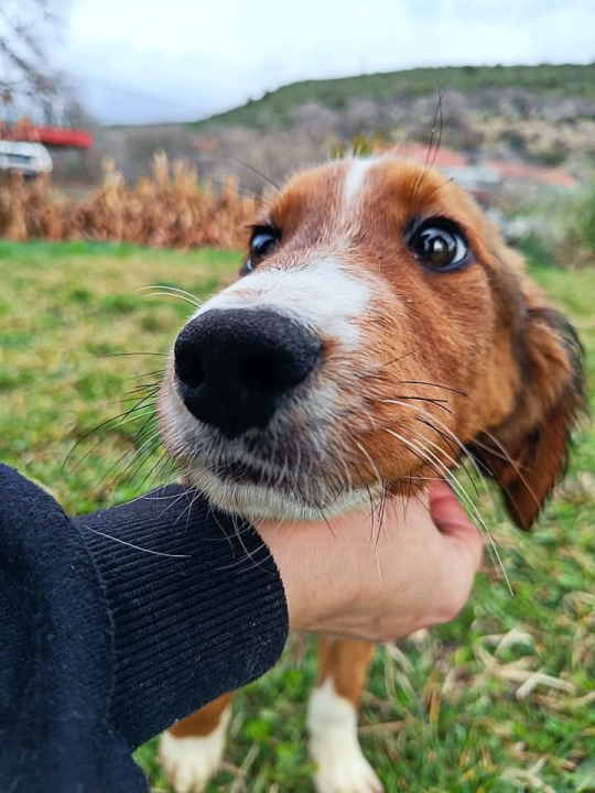 Milo iz Šibenskih šapa traži svoj zauvijek dom: Veselo štene koje će vam ukrasti srce