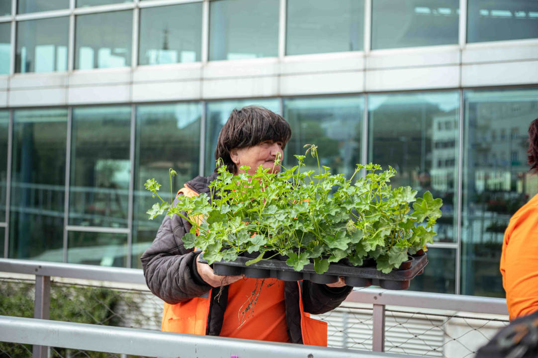Održana tradicionalna akcija podjele sadnica u Šibeniku