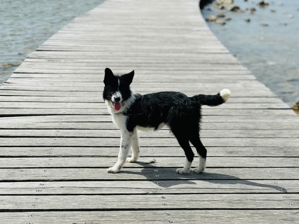 Lucy Lu iz Šibenskih šapa traži dom pun ljubavi – zaslužuje drugu priliku