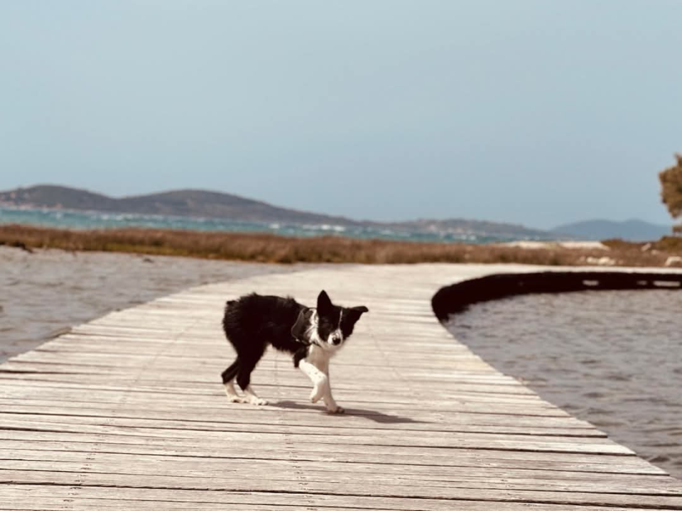 Lucy Lu iz Šibenskih šapa traži dom pun ljubavi – zaslužuje drugu priliku
