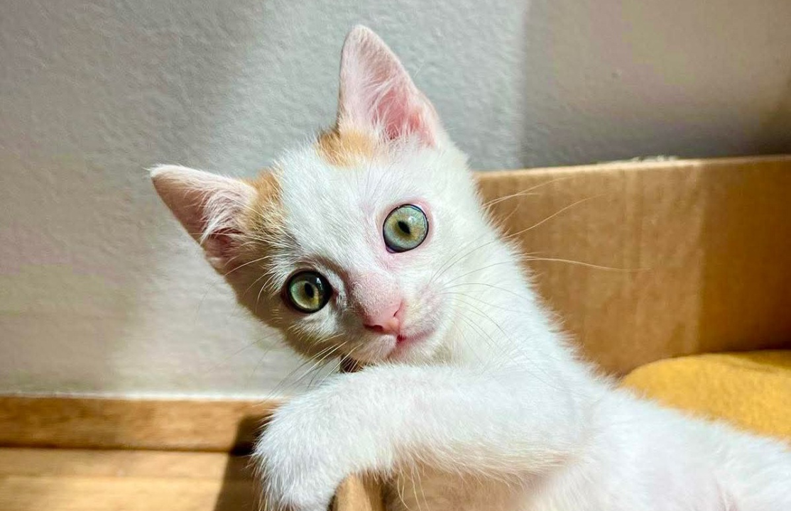 Anđelo iz Šibenskih šapa traži dom: Mačić koji osvaja srce na prvi pogled