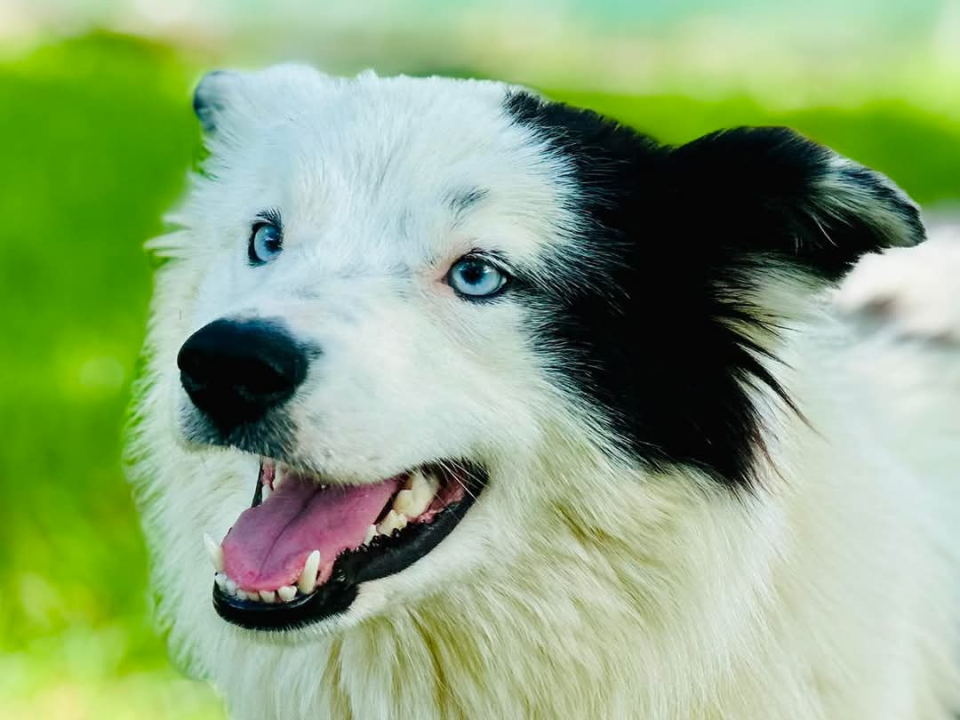 Apel iz Šibenskih šapa: Plavooka ljepotica Dolly traži zauvijek dom