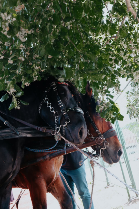 Knin proslavio 950. obljetnicu krunidbe kralja Dmitra Zvonimira Milenijskom fotografijom