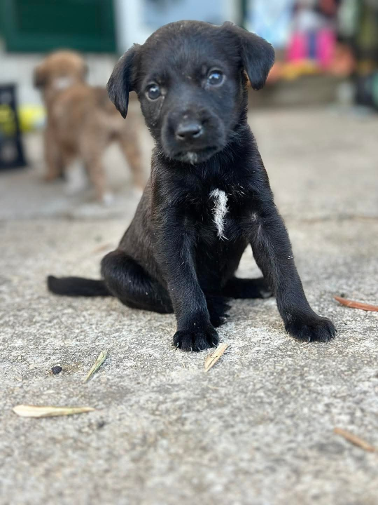 Pomozimo prekrasnoj Luni iz Šibenskih da pronađe dom koji zaslužuje
