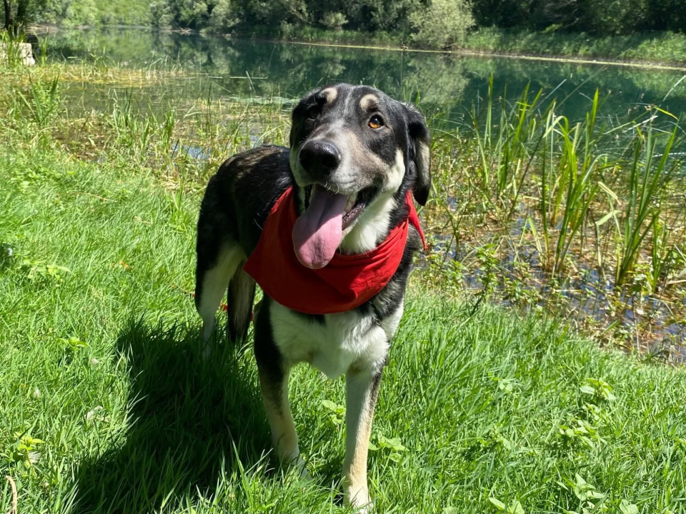 Apel iz Šibenskih šapa: Zorro – pas čije srce još uvijek čeka svoj dom