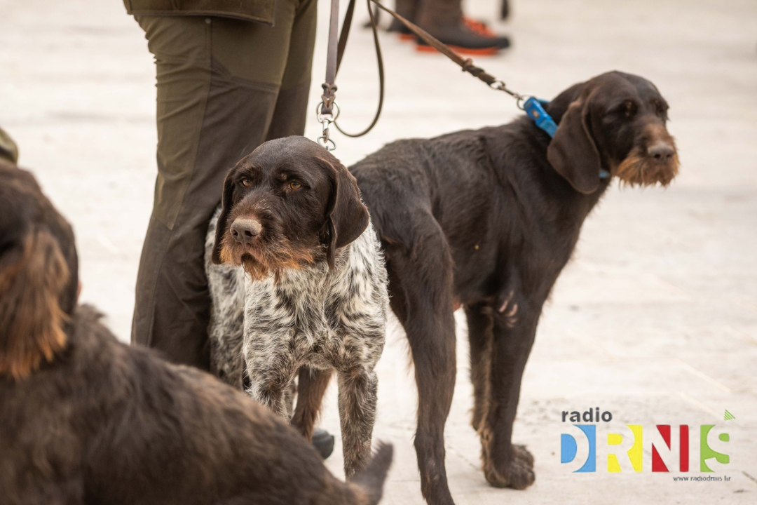 U Drnišu otvoreno Državno prvenstvo u radu lovnih pasa