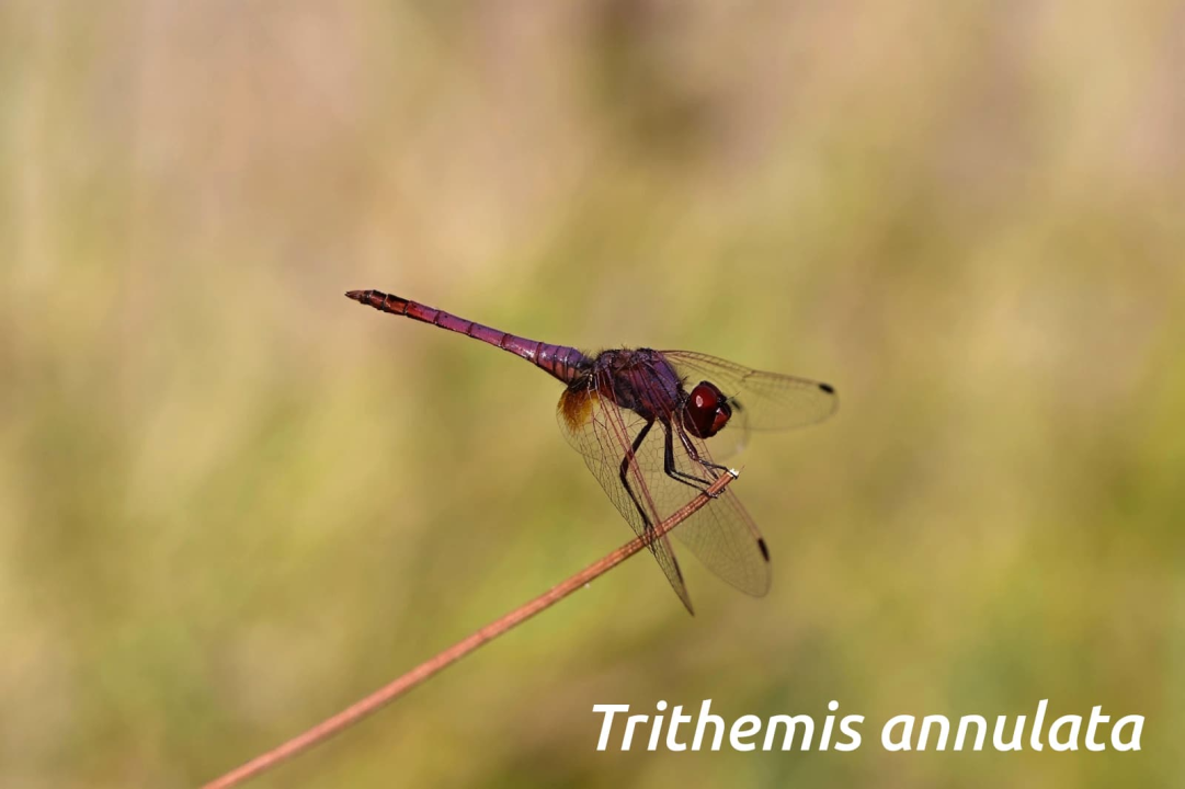 Mladi volonteri u NP Krka otkrili niz novih vrsta koje svjedoče o iznimnoj bioraznolikosti