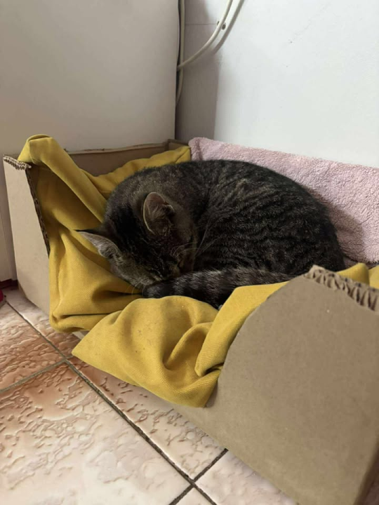 Dvije Nine u Šibeniku su spasile Sushija s ulice, a sada mu traže dom zauvijek