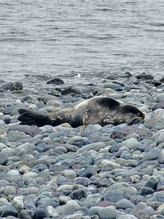 Šibenski planinari osvajaju Antarktiku: Članovi HPK sv. Mihovil stigli na najhladniji kontinent