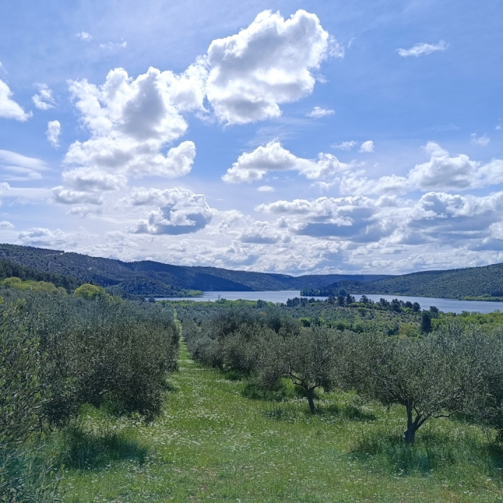 FOTO OPG Bili Brig — Maslinik u srcu Krke gdje tradicija, obitelj i priroda rađaju ulje posebnog karaktera