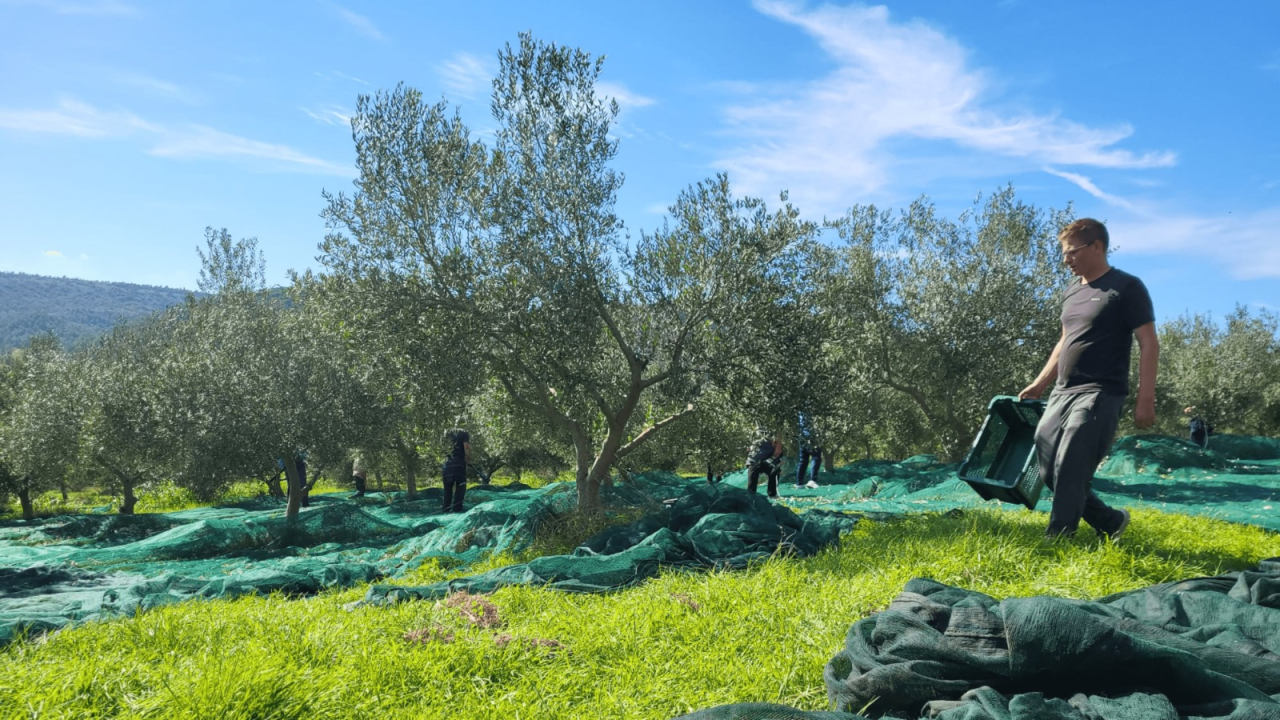 FOTO OPG Bili Brig — Maslinik u srcu Krke gdje tradicija, obitelj i priroda rađaju ulje posebnog karaktera