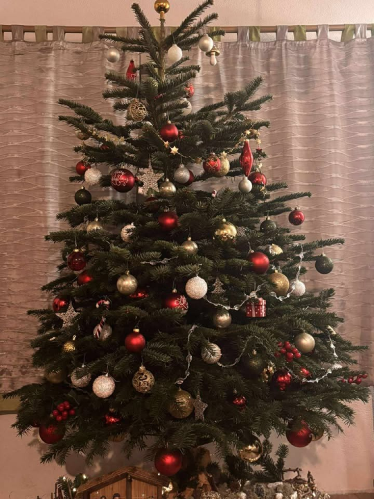 Odluka je pala: Donosimo vam pobjednike izbora najljepše božićne jelke ŠibenikIN-a