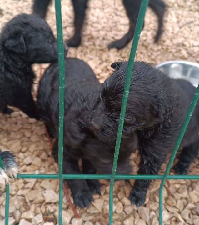 Pokrenut 'Lanac dobrote': Ovi sretnici su izašli iz šibenskog As Eka