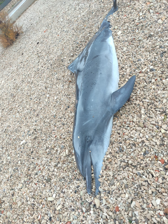 Nakon juga: Uginuli dupin pronađen na plaži u Tribunju